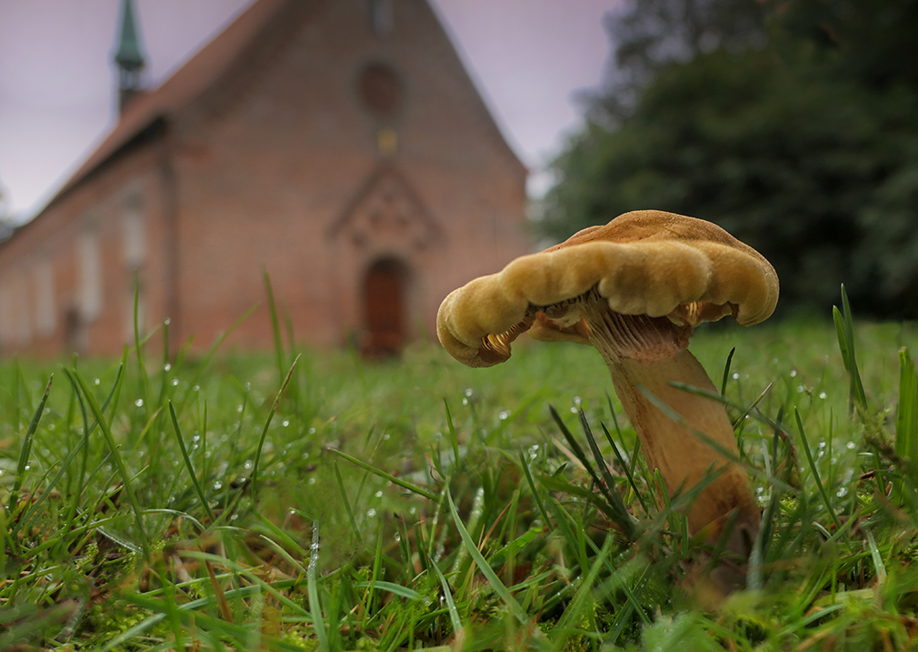 Pilz vor der St. Gabrielkirche in Haseldorf