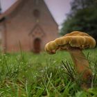 Pilz vor der St. Gabrielkirche in Haseldorf