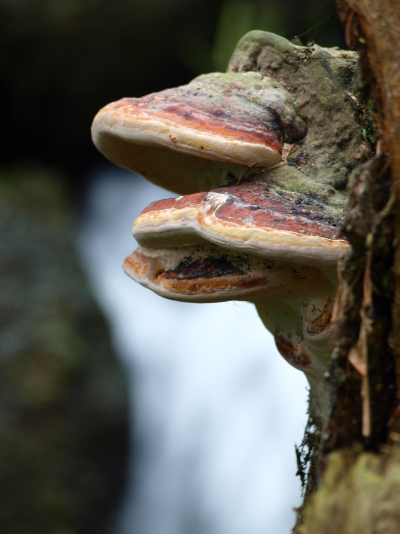 Pilz vorm Wasserfall