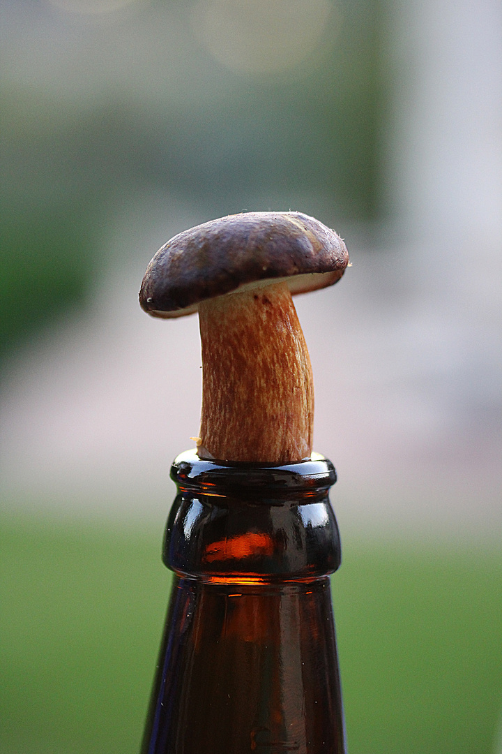 Pilz vs Pils Foto & Bild abstraktes, strukturen, naturkreativ Bilder