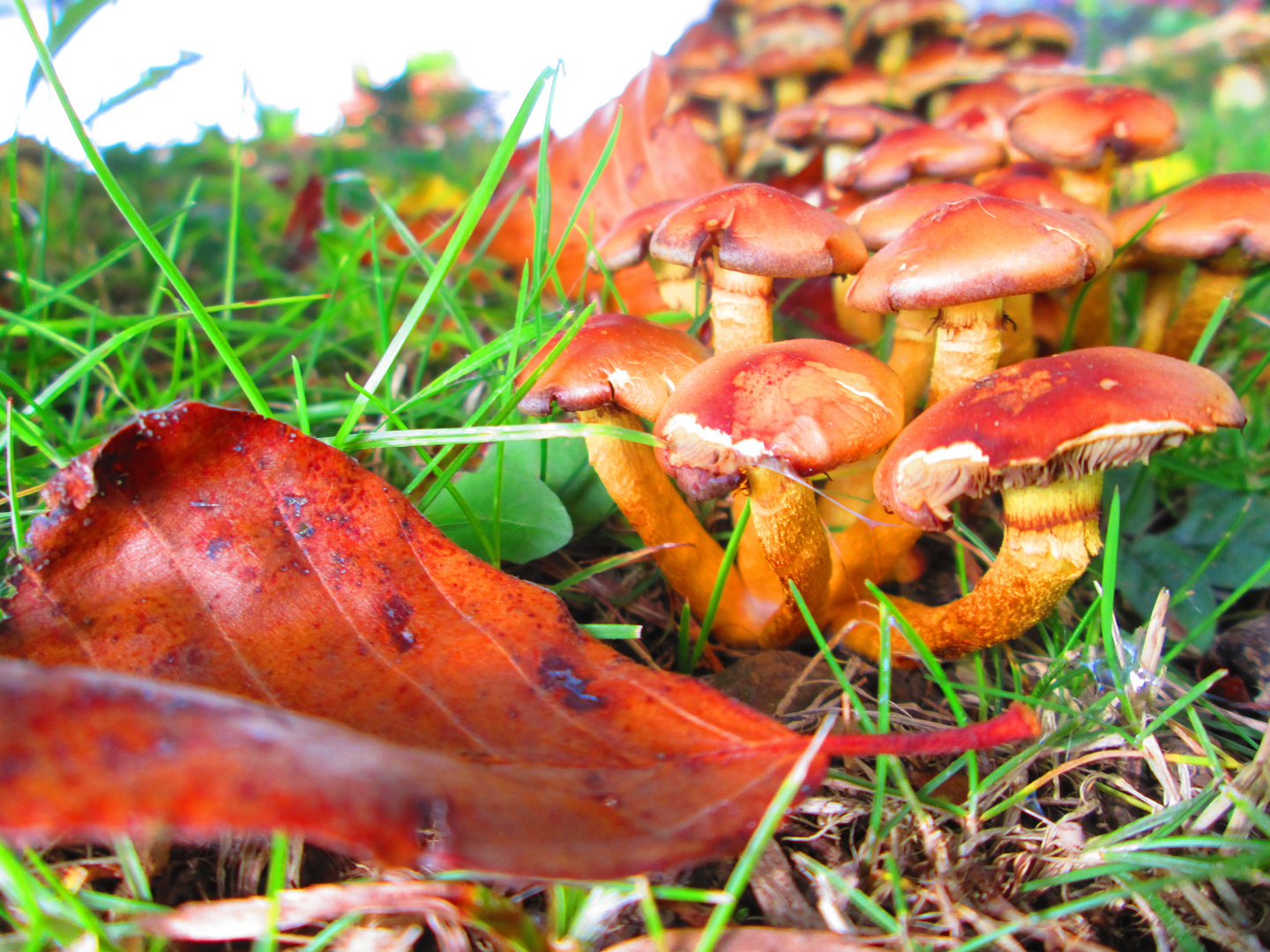 Pilz-Wäldchen im Garten