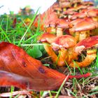 Pilz-Wäldchen im Garten