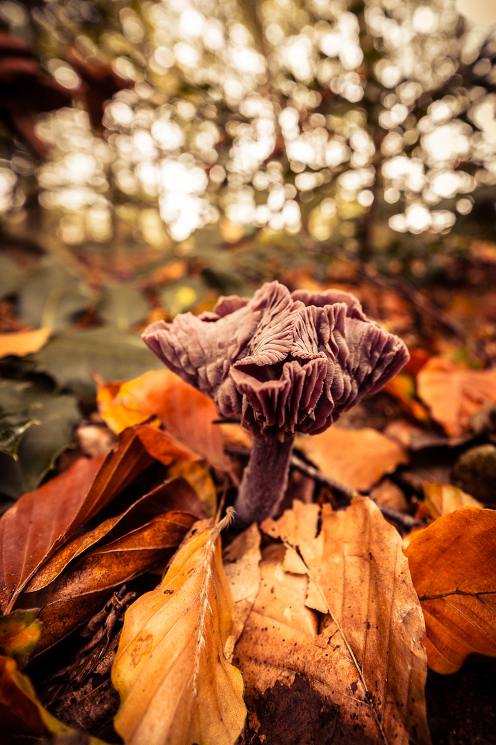 Pilz Wald Laub