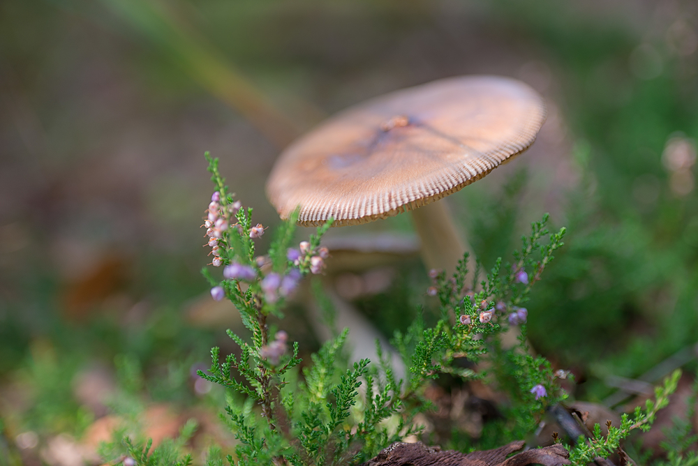 Pilz wie fein