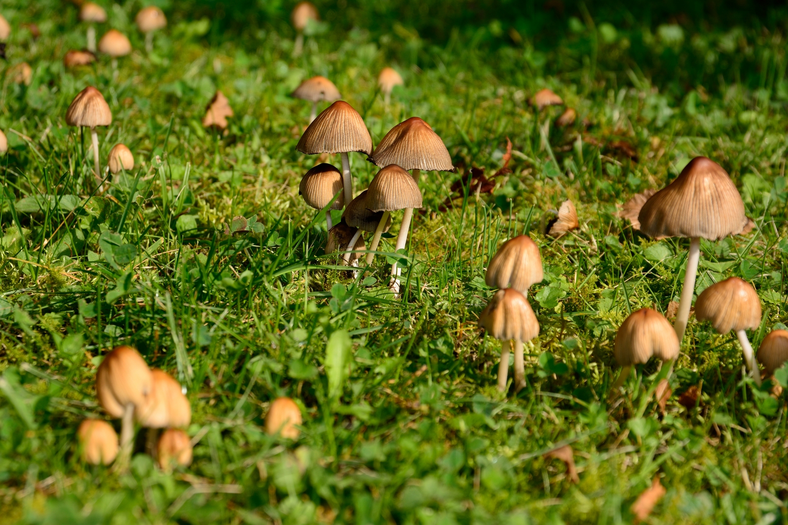 37+ Pils Auf Der Wiese Im Garten, Erfahren sie alles über essbare