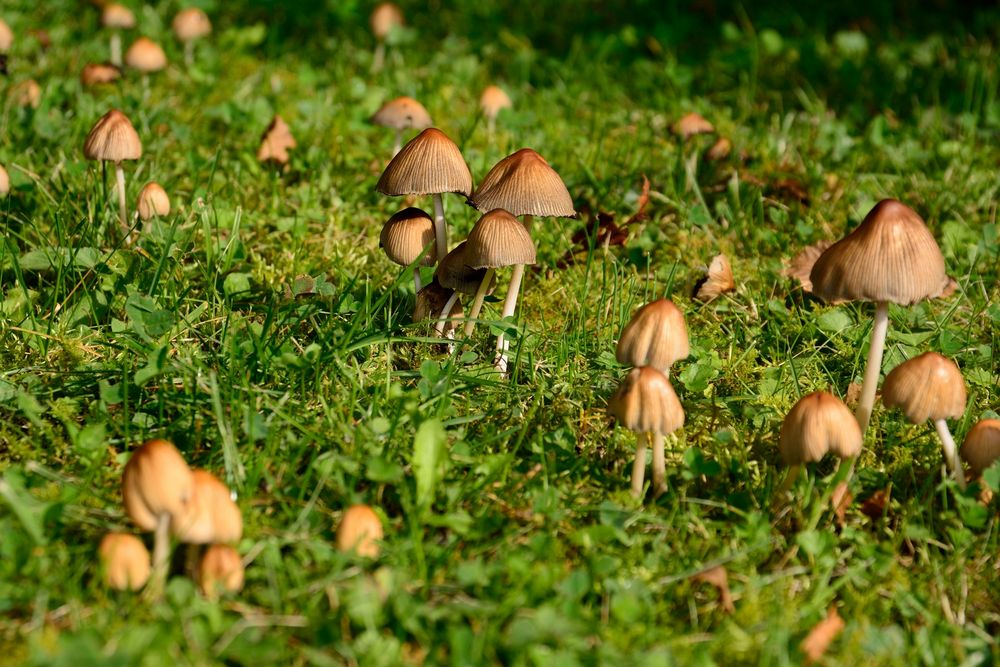 Pilz Wiese. Foto & Bild pflanzen, pilze & flechten, pilze & flechten, pflanzen Bilder auf
