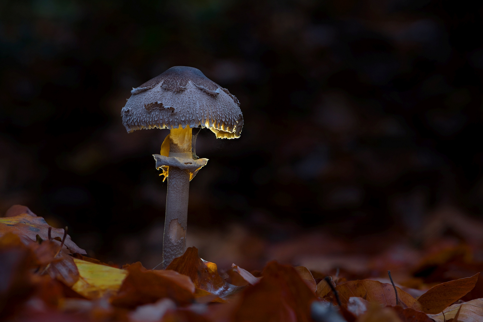 Pilz - wird von Schnecke gefressen