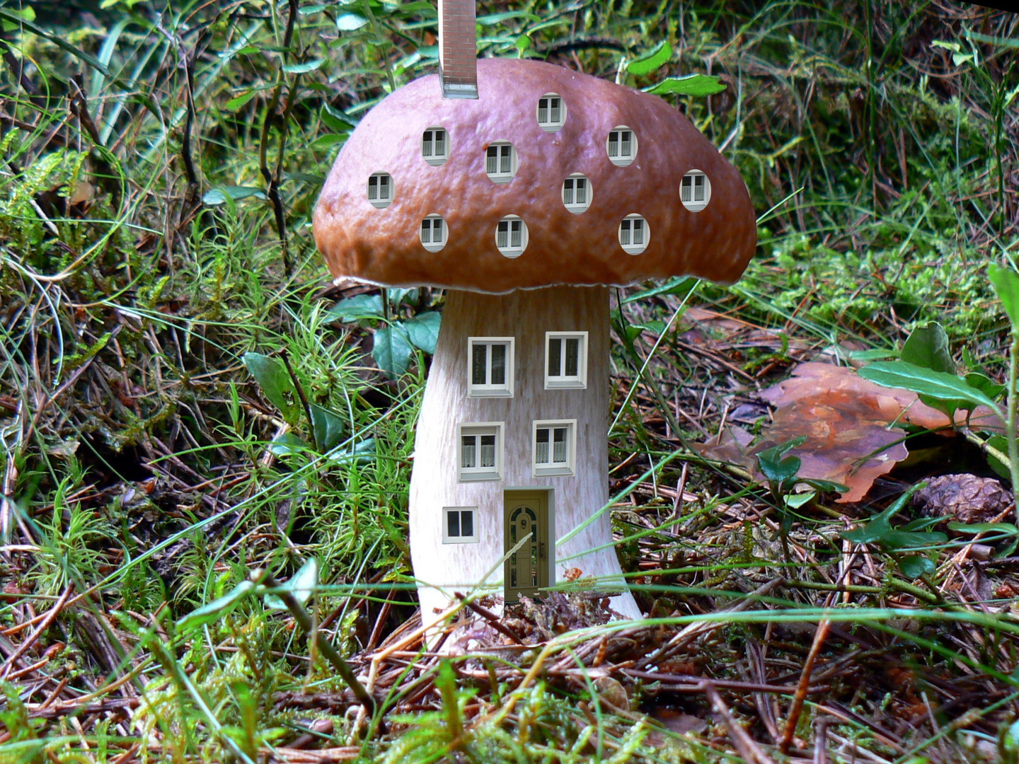 Pilz Wohnung