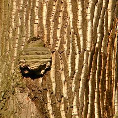 PILZ X: Auch ein Echter Zunderschwamm (Fomes fomentarius) - wie PILZ VI u. XI, XIV