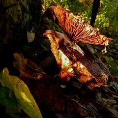 PILZ XII: Herbstparade der Veteranen im ersten Morgenlicht . . .