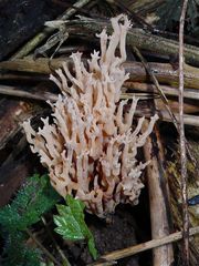 PILZ XIX: Ich glaube, das ist die "Steife Koralle", Ramaria stricta.