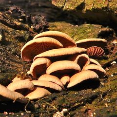 PILZ XLII: Ob das wohl der Samtfuß-oder Winterrübling (Flammulina velutipes) ist ?