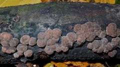 PILZ XXIV: Die Rötliche Kohlenbeere (Hypoxylon fragiforme) auf einem alten Buchenzweig