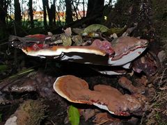 PILZ XXV: Das müßte der Glänzende Lackporling* sein (Ganoderma lucidum)