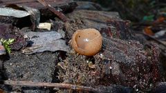 PILZ XXX: Was für ein Becherling (Peziza sp.) mag das sein?