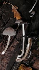 PILZ XXXVI: Ein Glimmer-Tintling: (Coprina micaceus) ? . . .