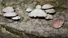 PILZ XXXVII: Der häufige Spaltblättling (Schizophyllum commune) an Pappel