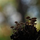 Pilz-Zapfen-Universum