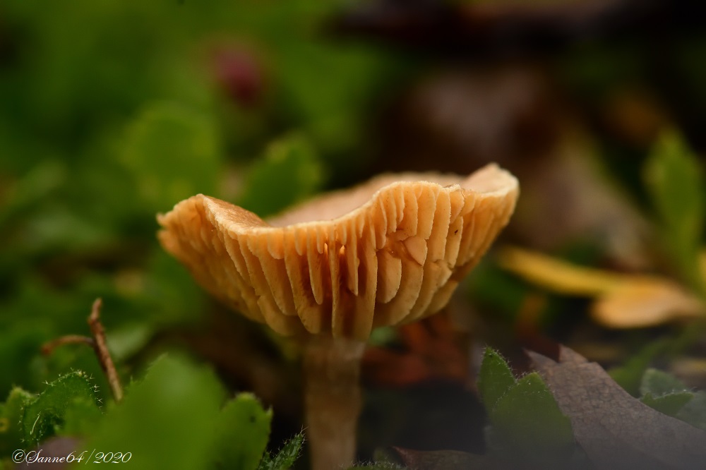 Pilz-Zeit