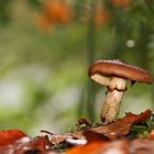 Pilz-Zeit