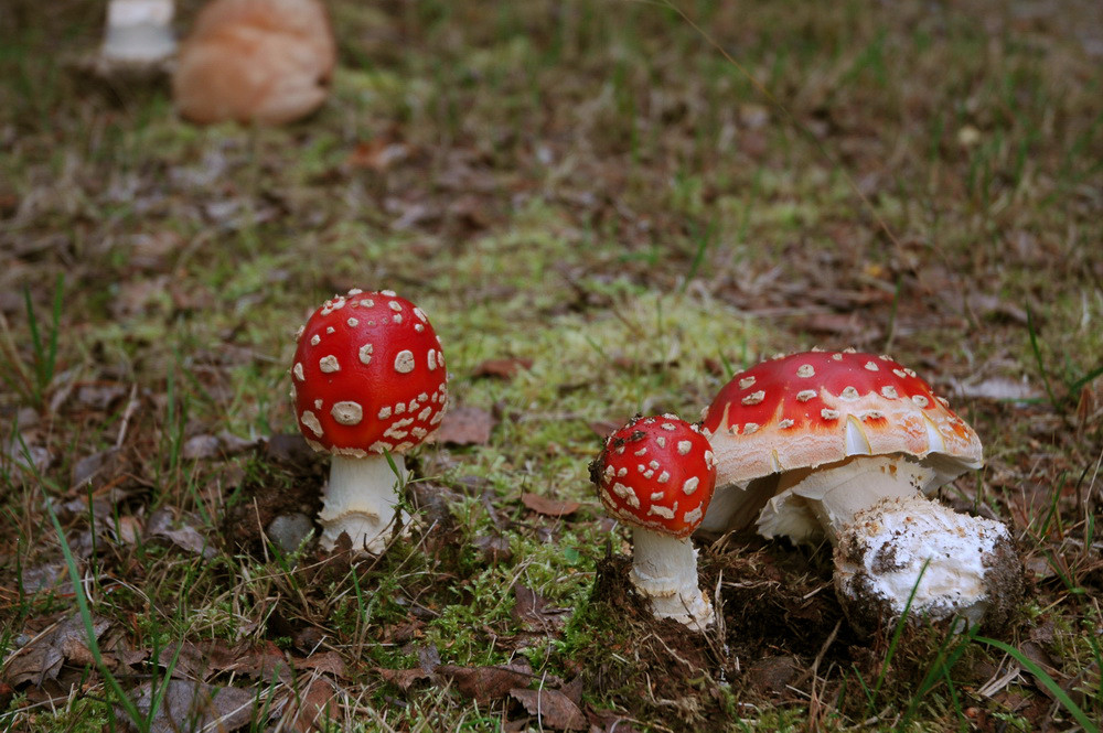 Pilz zum fünften...