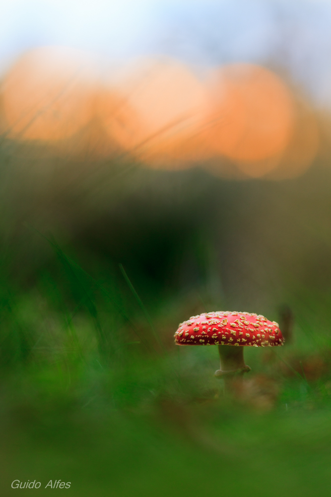 Pilz zum Sonnenuntergang