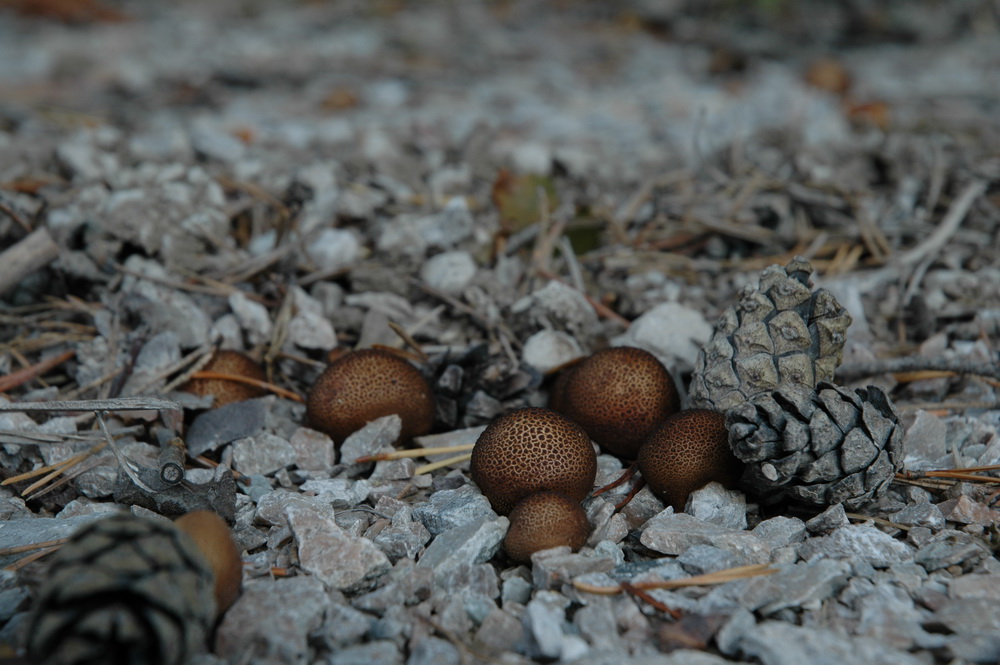 Pilz zum zweiten...