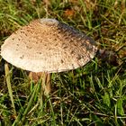 Pilz002