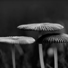 pilz_01