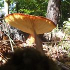 pilz102