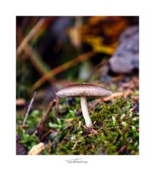 Pilz_191027