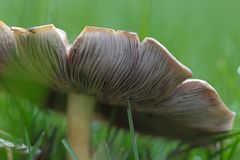 Pilz2