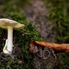 Pilz_2023_10_03_Stack