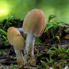 Pilz_22_09