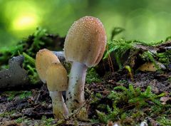 Pilz_22_09