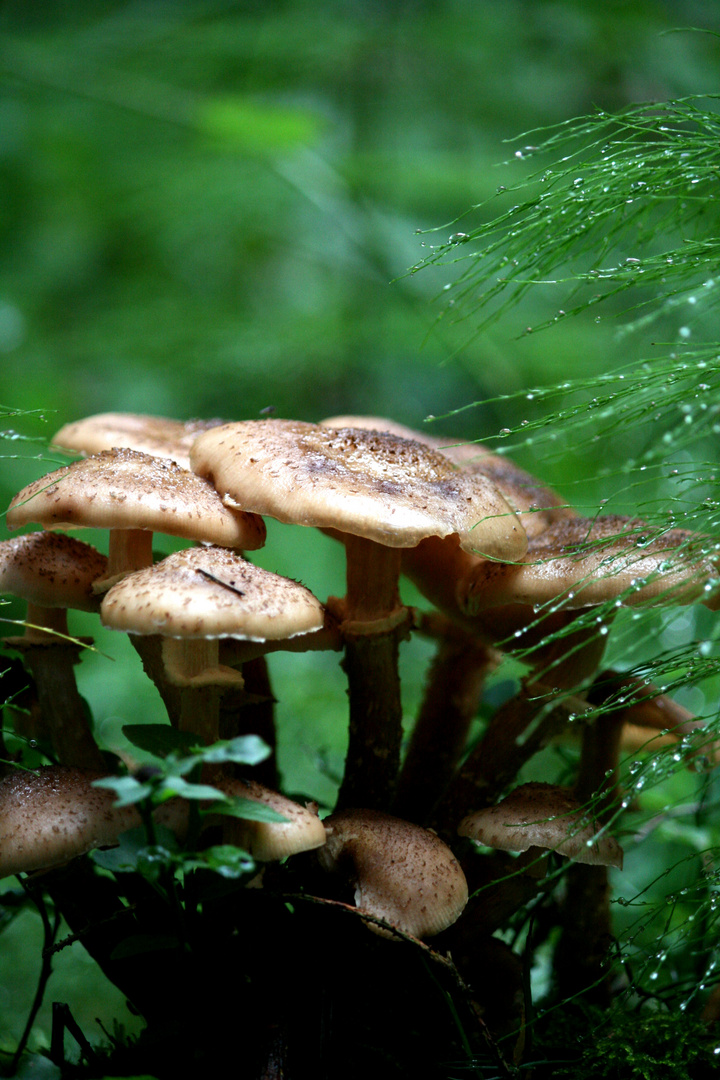 Pilz3