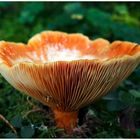 Pilz67