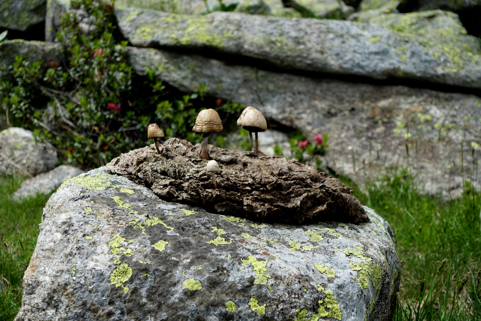 Pilzaugen sogar während des  Alpenmarathonlaufes