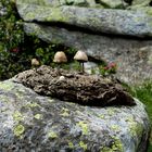 Pilzaugen sogar während des  Alpenmarathonlaufes