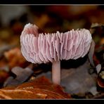 Pilzballerina im Tutu