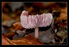 Pilzballerina im Tutu