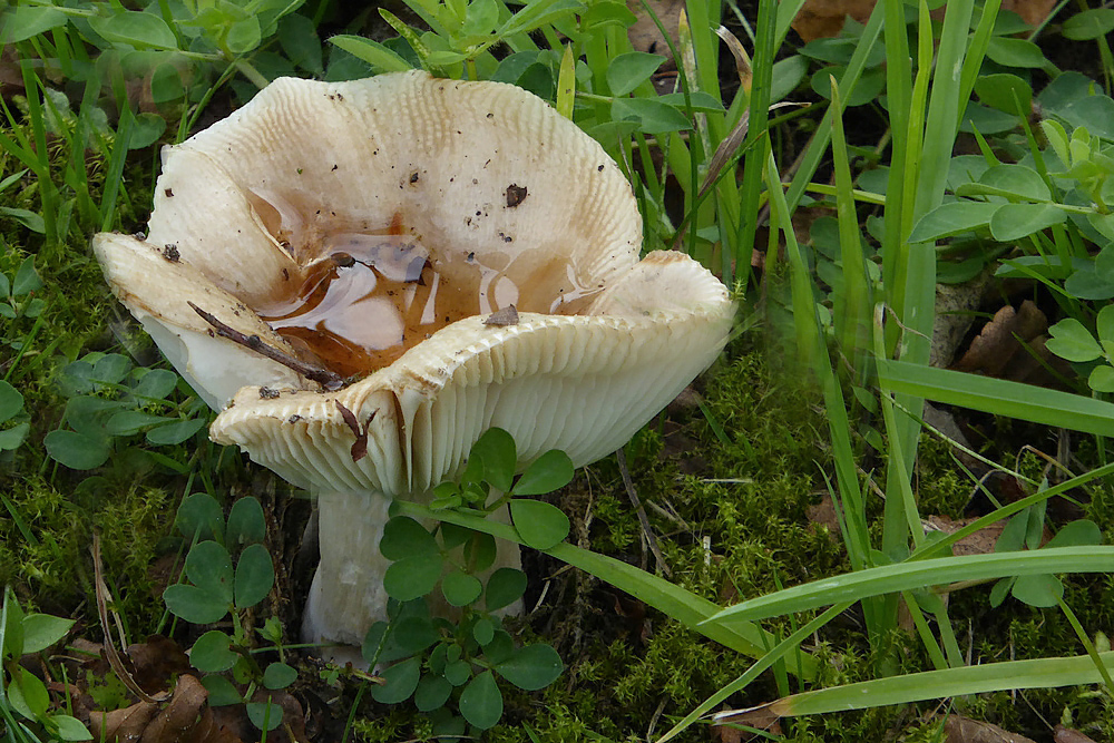 Pilzbecken