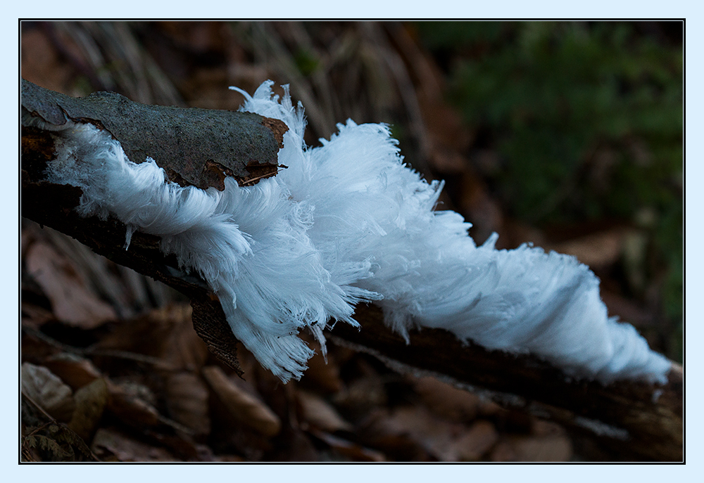 Pilzbefall Foto & Bild pflanzen, pilze & flechten, pilze & flechten