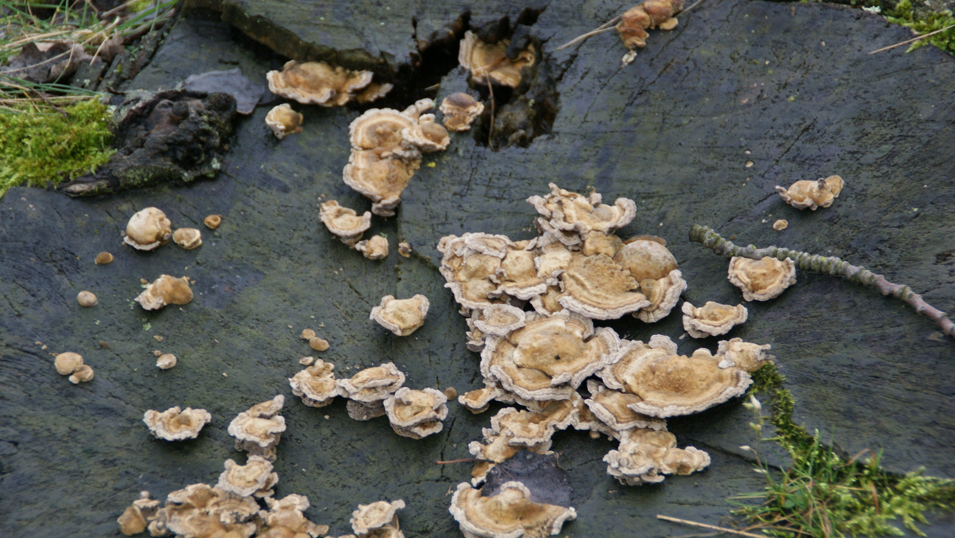 Pilzbefall an der Eiche im Winter