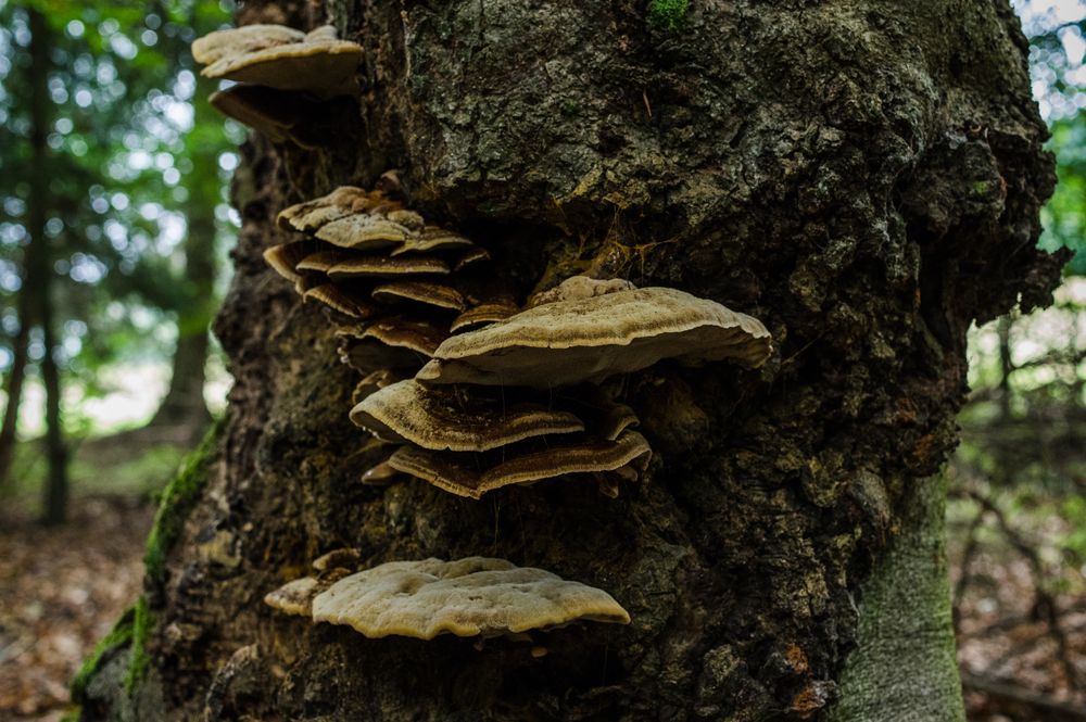 Pilzbefall Foto amp Bild wald sommer natur Bilder auf fotocommunity