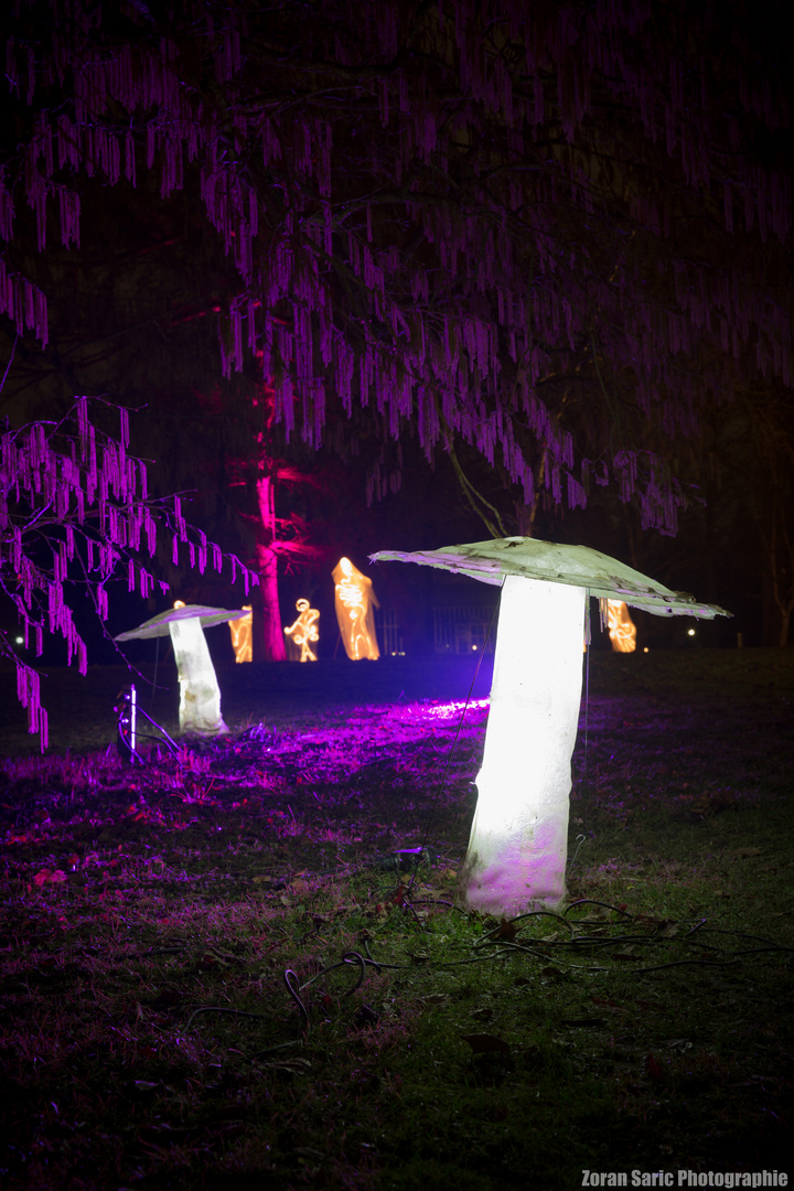 Pilzbefall im Palmengarten