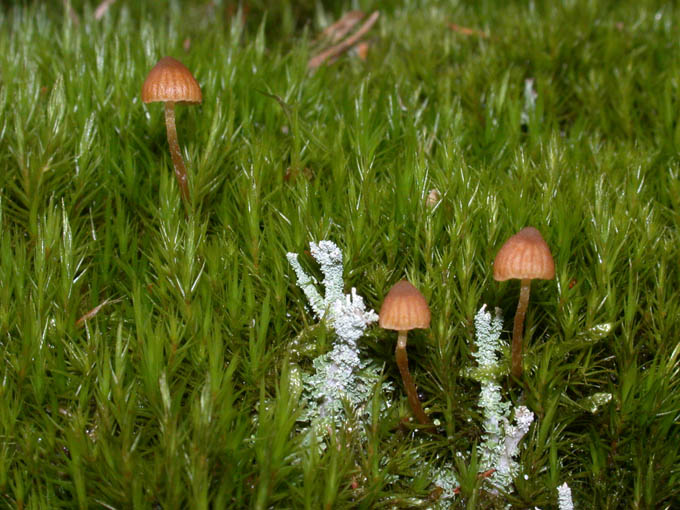 Pilzchen Foto & Bild pflanzen, pilze & flechten, pilze