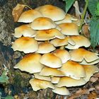 Pilzchen gefällig? (oder:Fungus in artgerechter Umgebung)