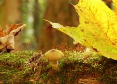 Pilzchen im Herbstwald