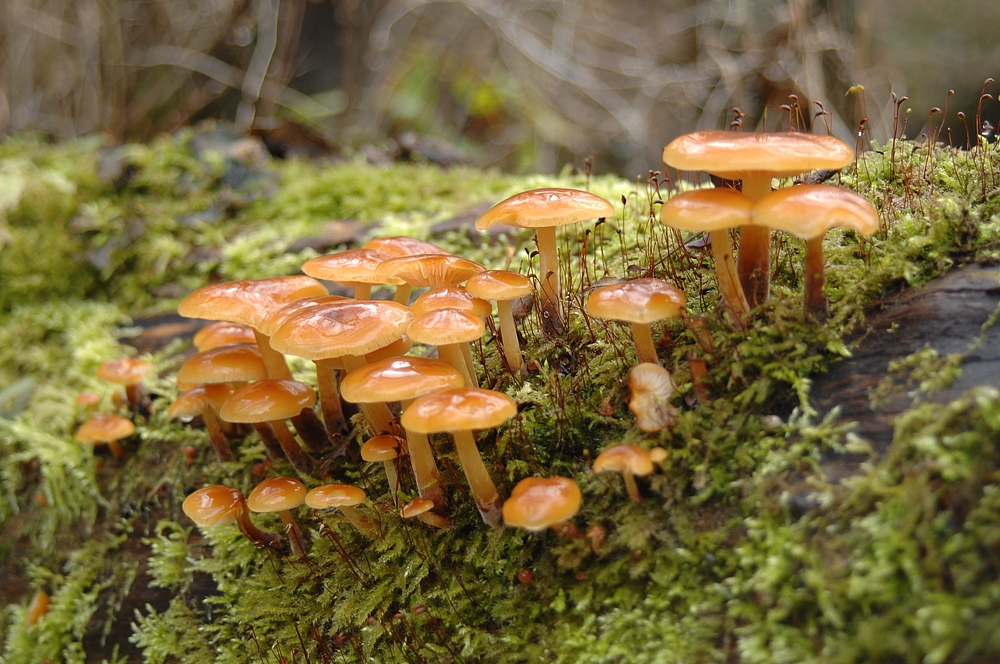 Pilzcommunity mitten im Wald